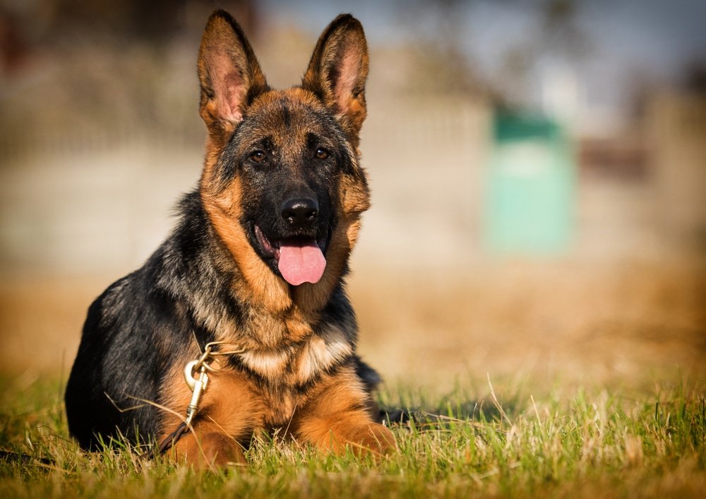 Il n’avait qu’un seul souhait avant la fin : étreindre son chien. Mais quand le berger allemand a brisé sa laisse pour bondir vers lui, l’incroyable s’est joué sous les yeux des gardiens médusés.