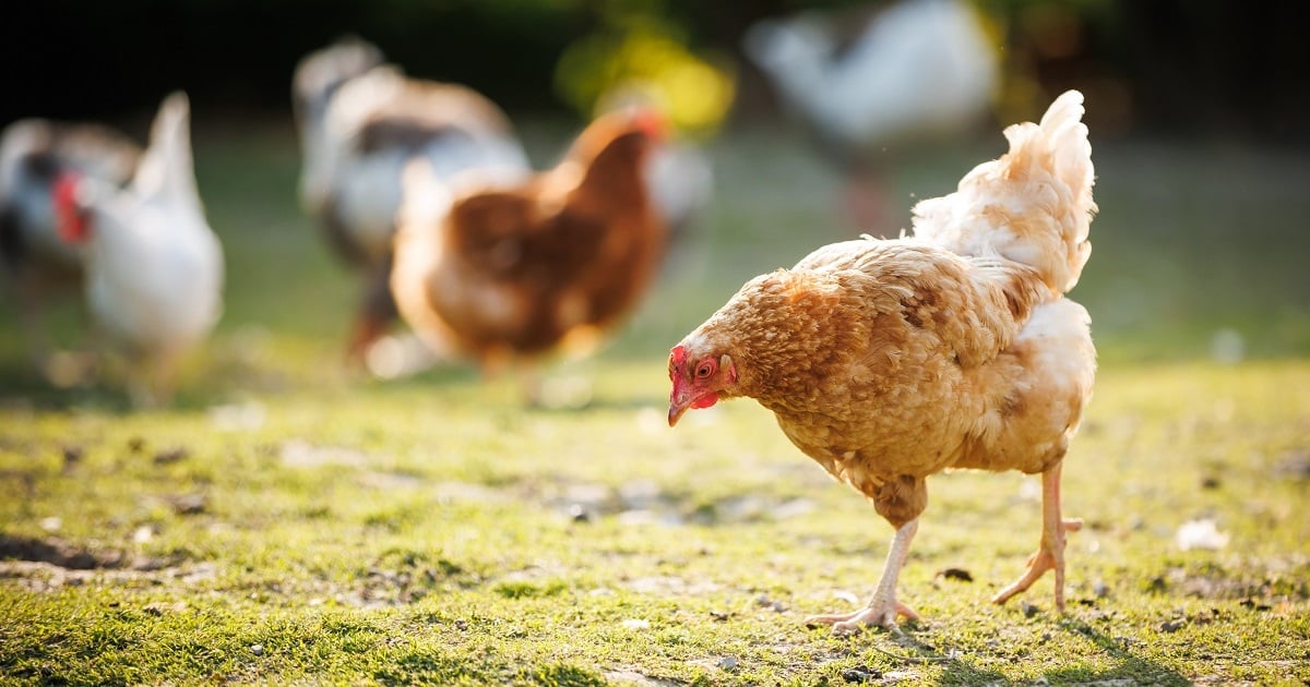 Poulet : ces 4 morceaux que vous dégustez peut-être sans connaître leurs petits secrets