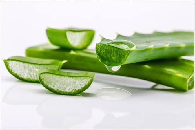 Feuilles d'aloe vera fraîches