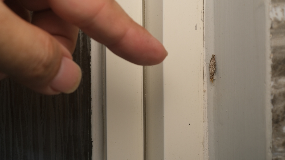 Cette mystérieuse bestiole accrochée à vos murs a un nom surprenant