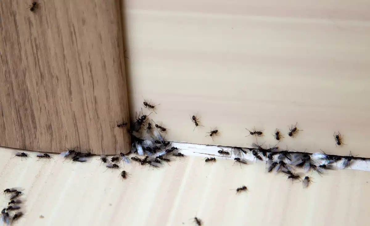 Fourmis entrant dans une maison