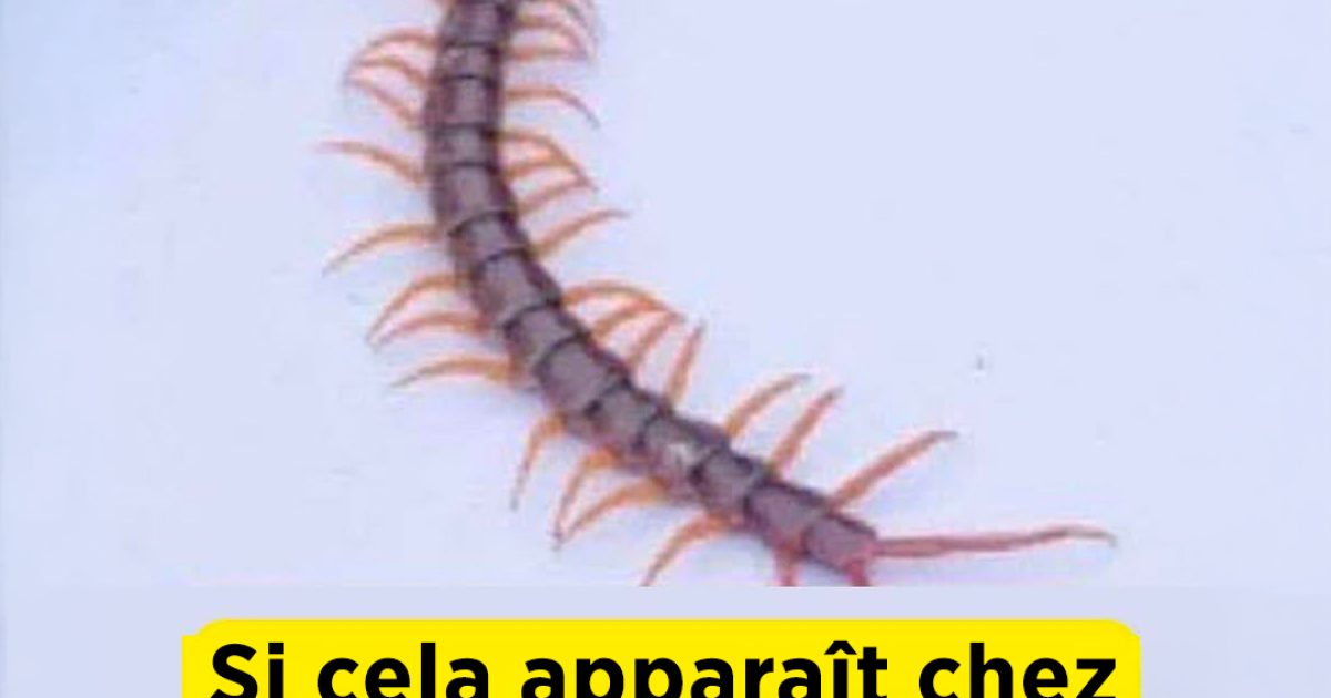 Si un mille-pattes apparaît chez vous : un phénomène aux significations surprenantes