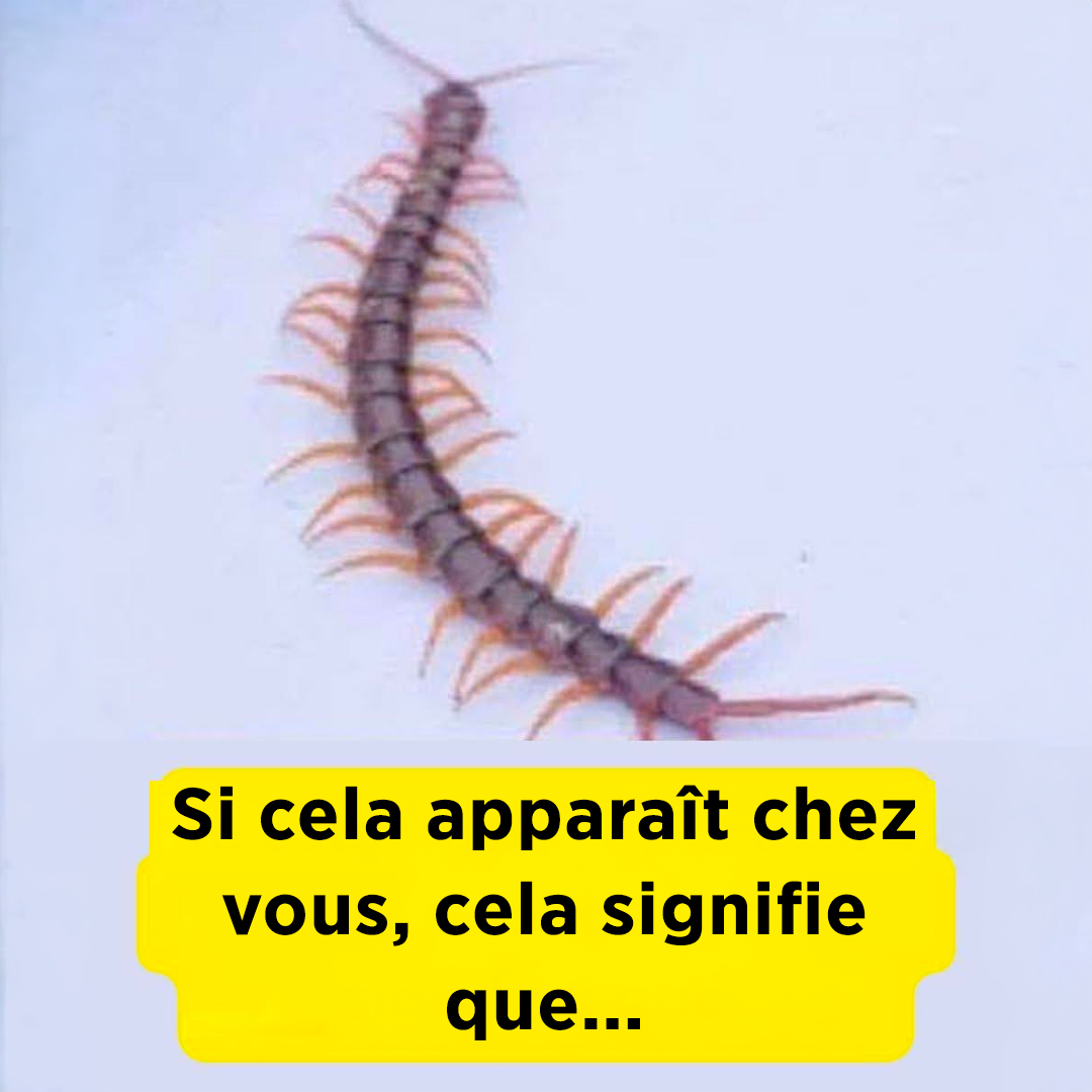 Si un mille-pattes apparaît chez vous : un phénomène aux significations surprenantes