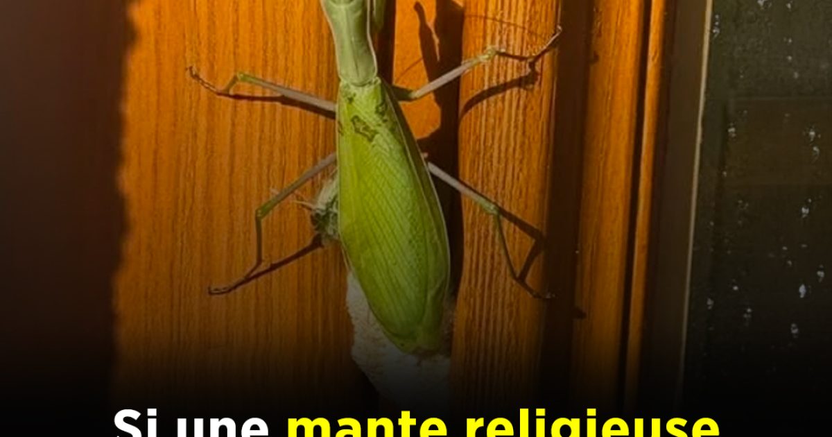 Si une mante religieuse apparaît dans votre maison, en voici la signification