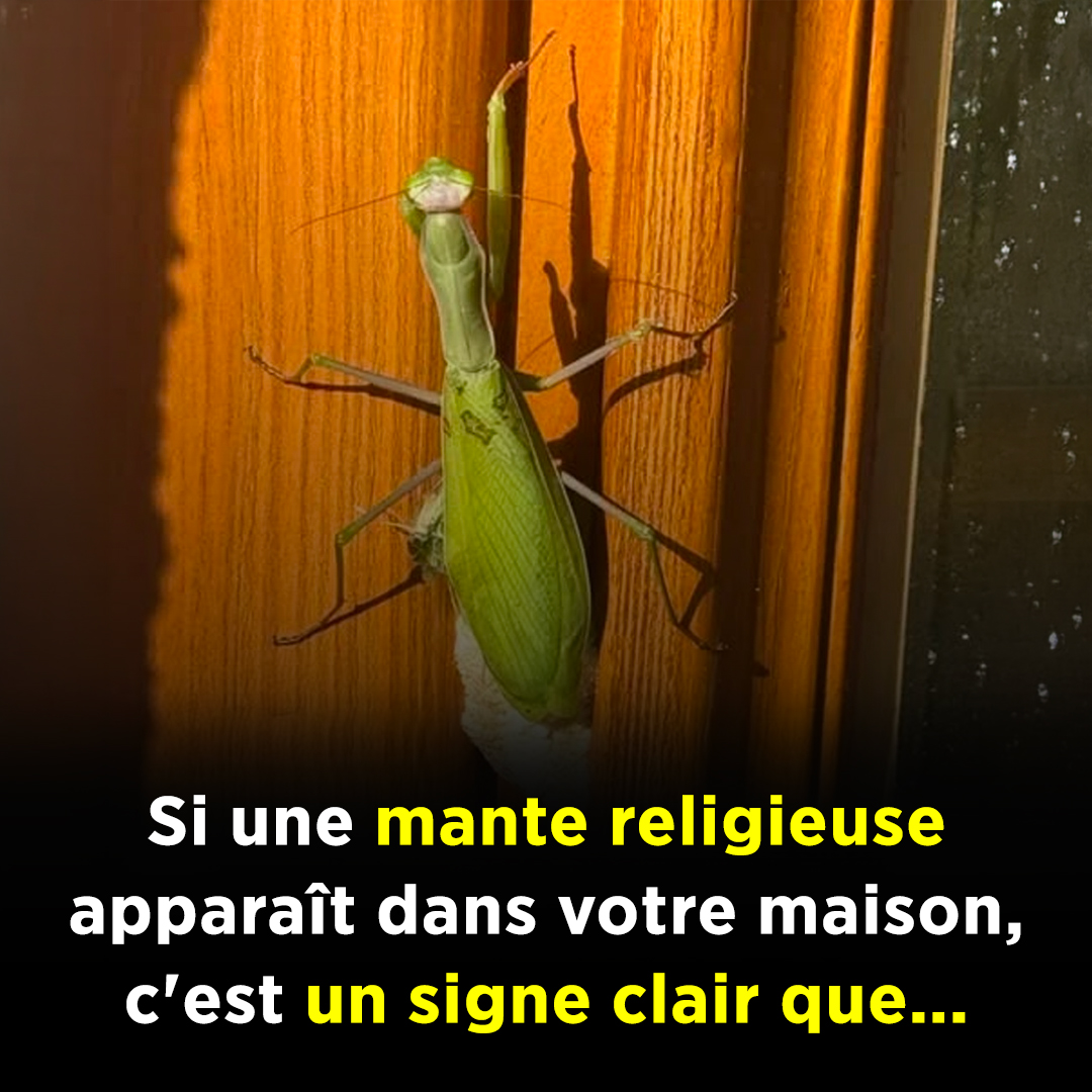 Si une mante religieuse apparaît dans votre maison, en voici la signification