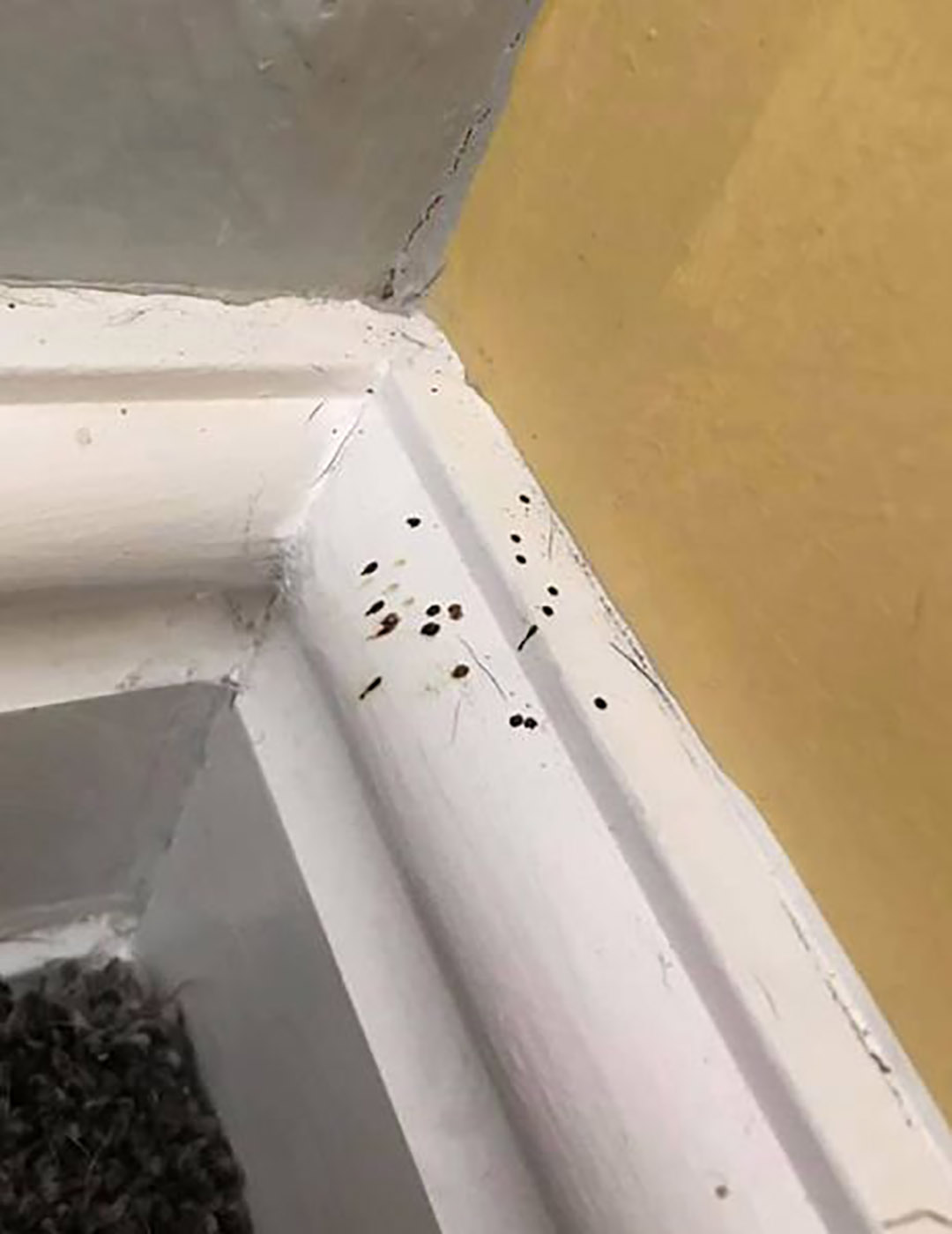 Si vous apercevez de petits points noirs dans votre cuisine, mieux vaut en connaître la signification
