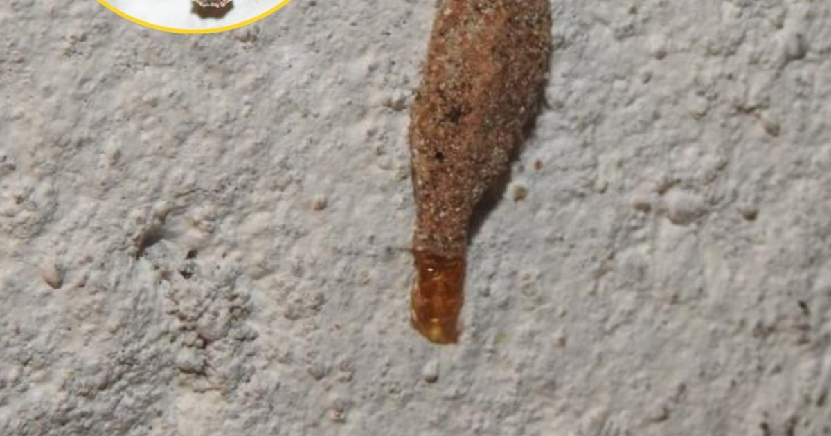 Si vous avez ces insectes sur les murs de votre maison, en voici la signification