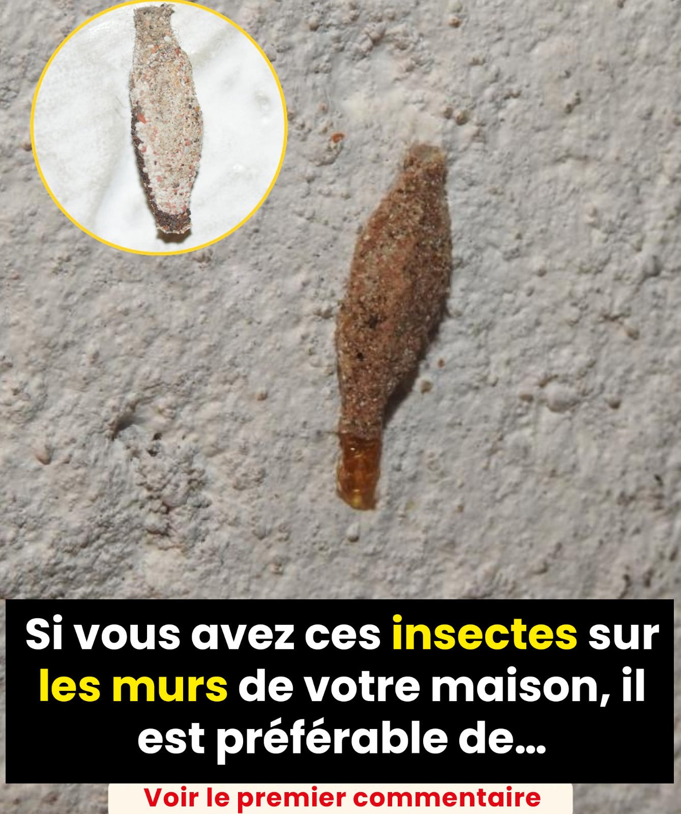 Si vous avez ces insectes sur les murs de votre maison, en voici la signification