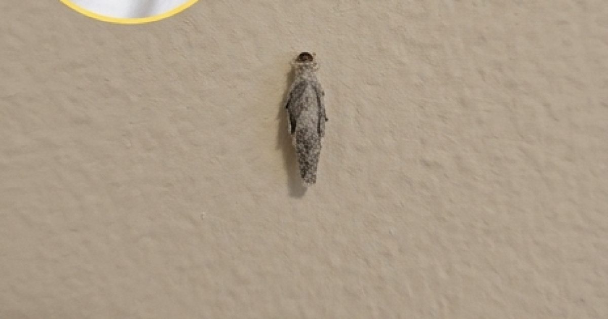 Si vous avez ces insectes sur les murs de votre maison, il est préférable de…