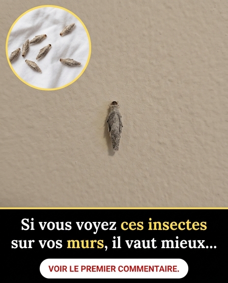 Si vous avez ces insectes sur les murs de votre maison, il est préférable de…