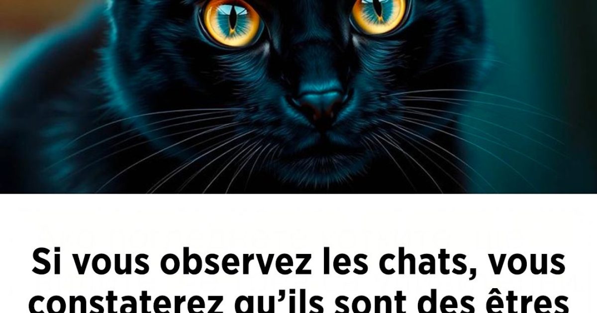 Si vous observez les chats, vous constaterez qu’ils sont des créatures extraordinaires dont nous pouvons apprendre