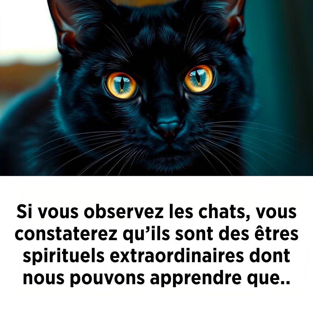 Si vous observez les chats, vous constaterez qu’ils sont des créatures extraordinaires dont nous pouvons apprendre