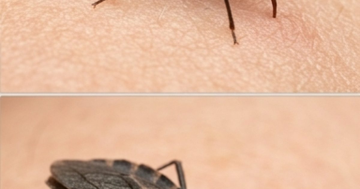 Si vous remarquez cet insecte dans votre maison, appelez immédiatement un service professionnel de lutte antiparasitaire