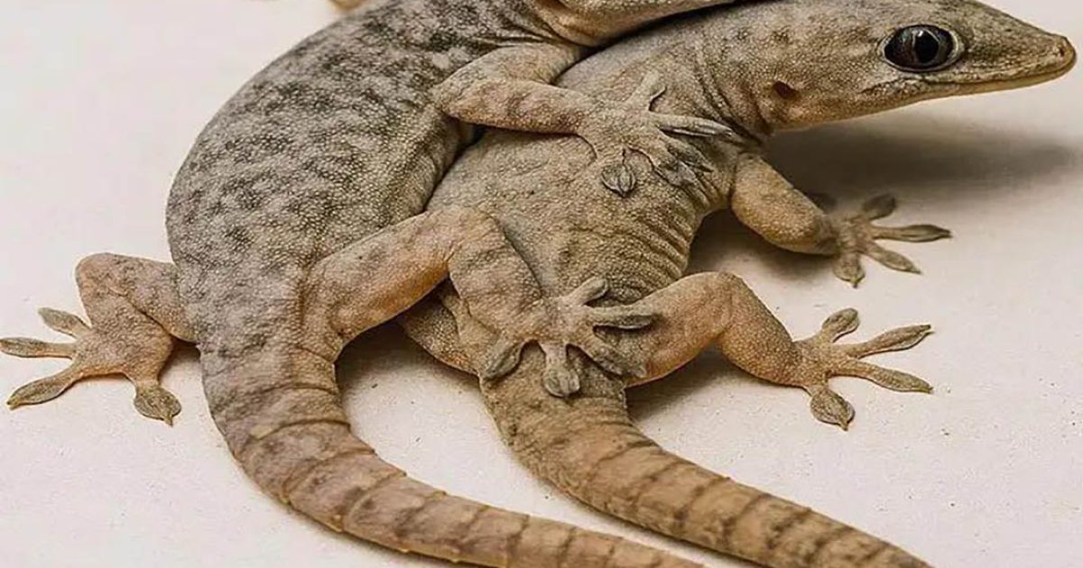 Si vous trouvez cet animal dans votre maison, cela a une signification particulière