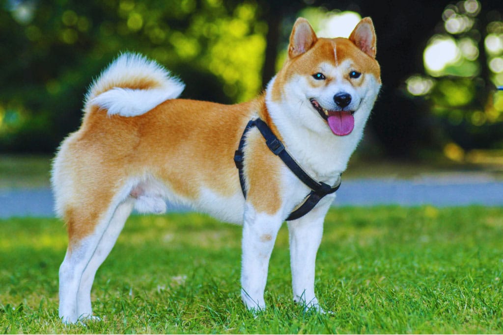 Shiba Inu observant son environnement