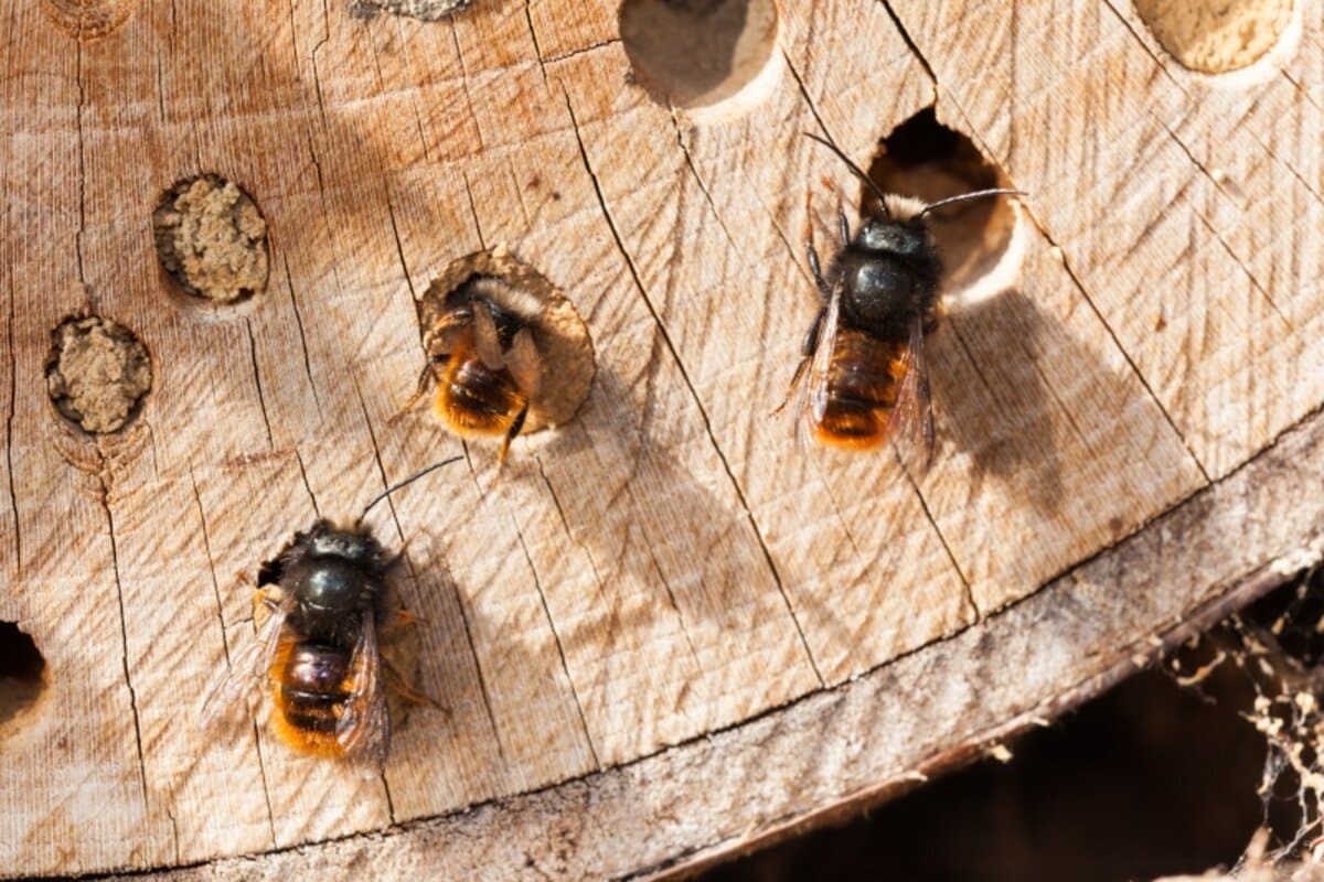 Abeille solitaire butinant une fleur