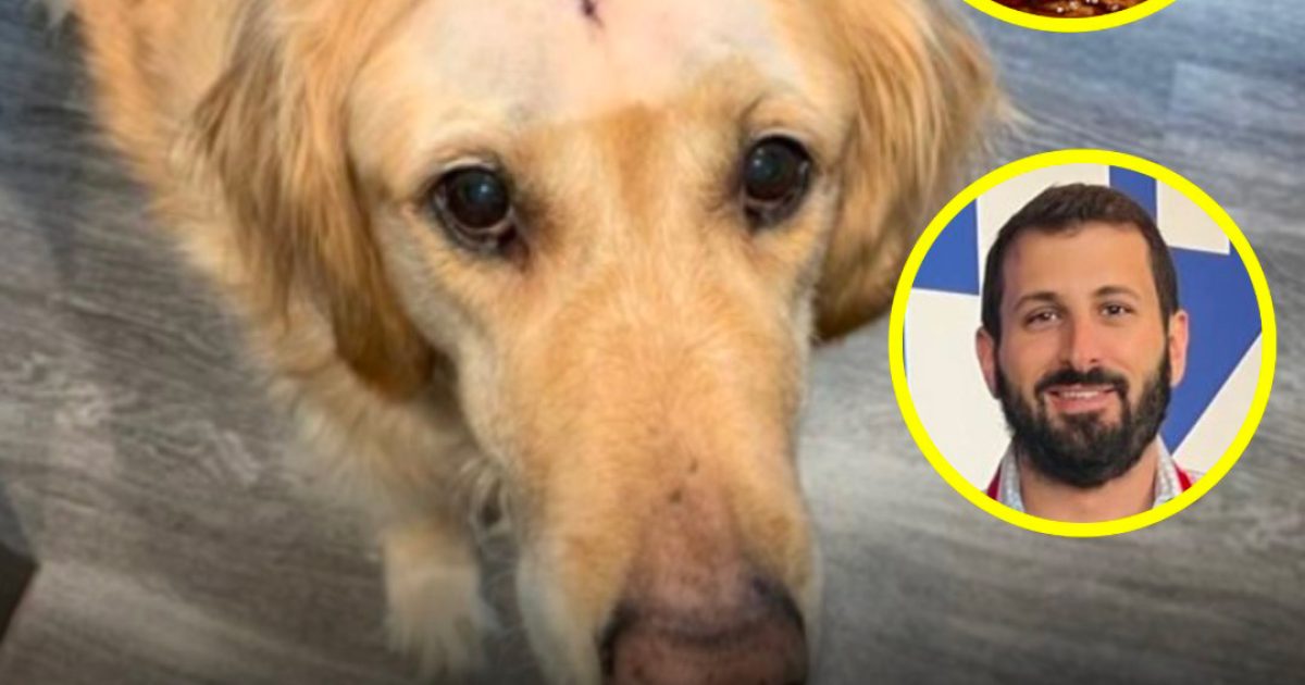 Son golden retriever a vaincu le cancer et il lui a préparé des steaks de viande pour célébrer chaque jour où elle a combattu la maladie