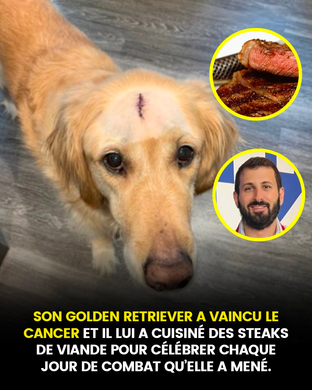 Son golden retriever a vaincu le cancer et il lui a préparé des steaks de viande pour célébrer chaque jour où elle a combattu la maladie