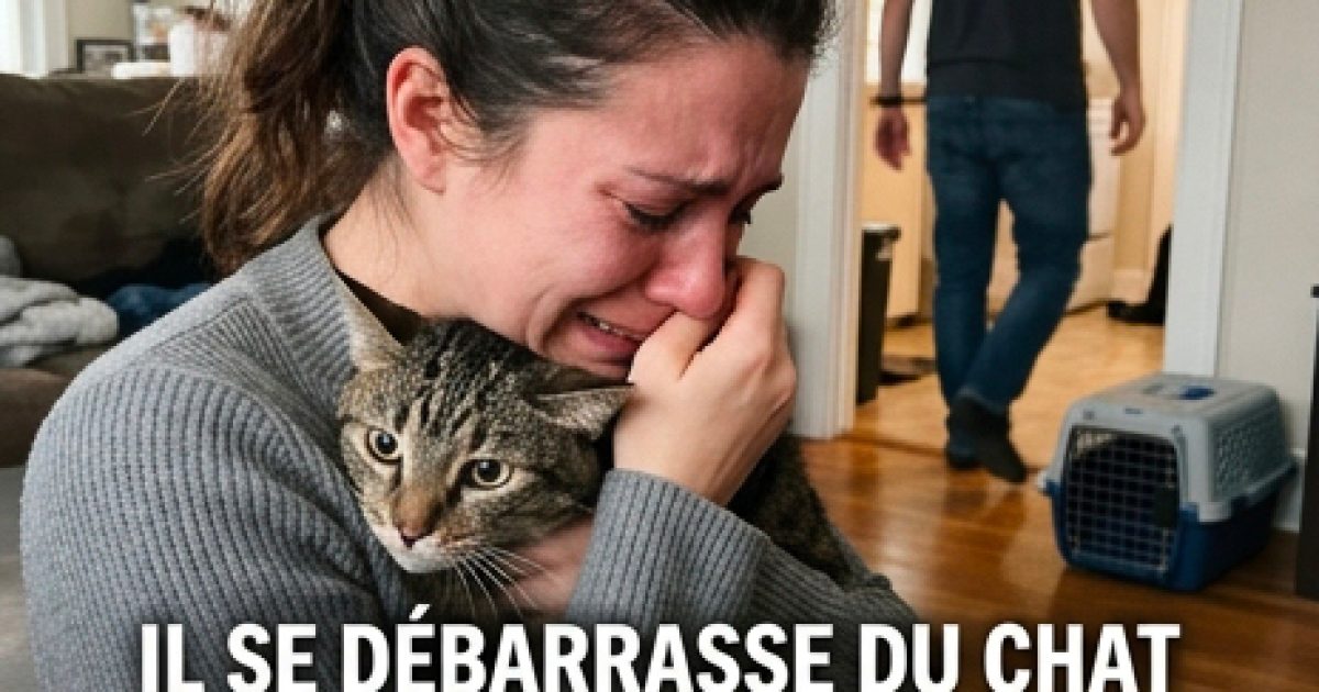 Son mari place son chat dans un refuge sans son accord, et elle décide de demander le divorce