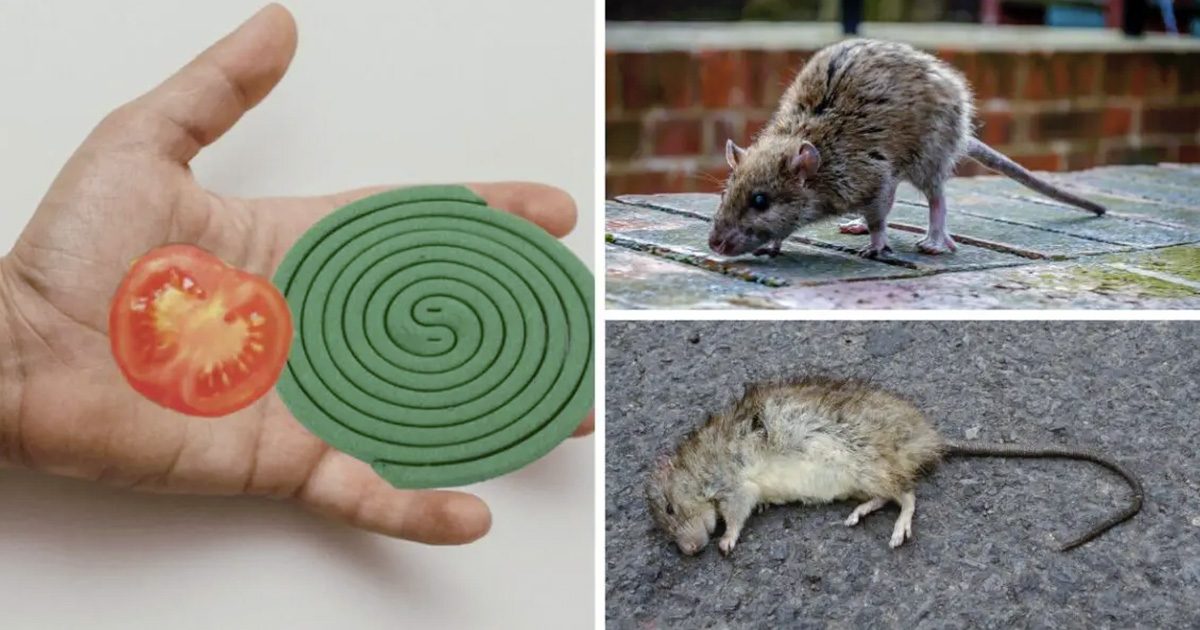 Spray répulsif maison contre les souris