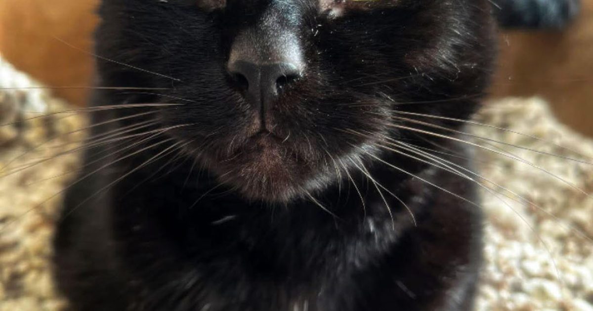 Superstition autour du chat noir : entre mythes et croyances