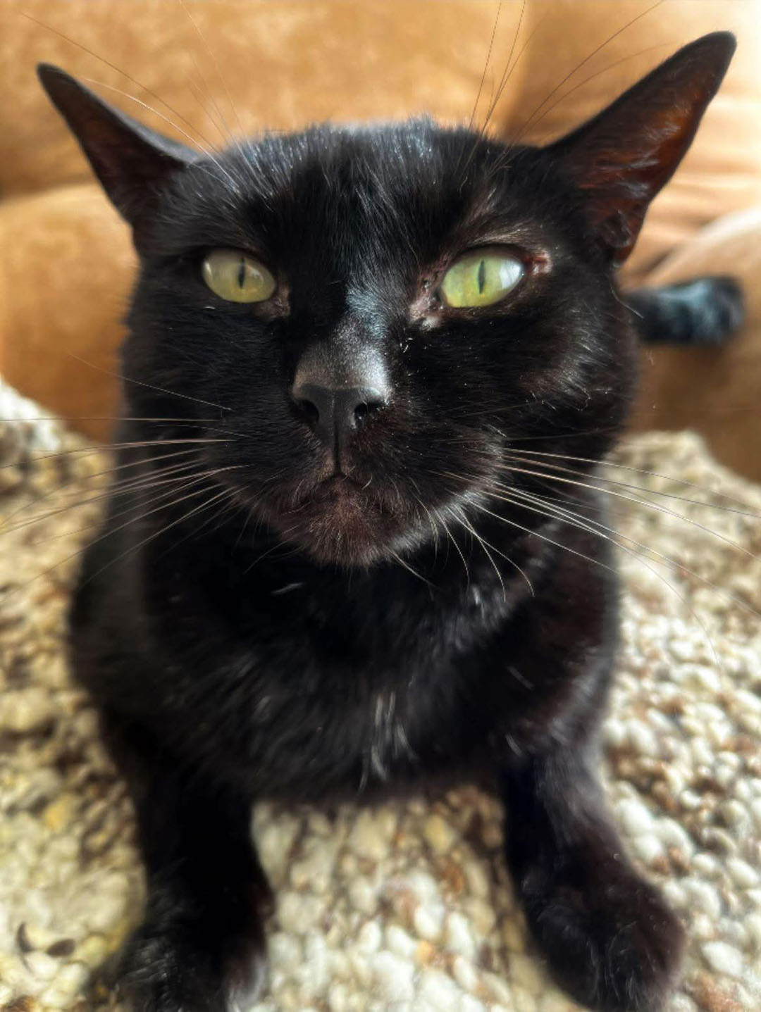 Superstition autour du chat noir : entre mythes et croyances