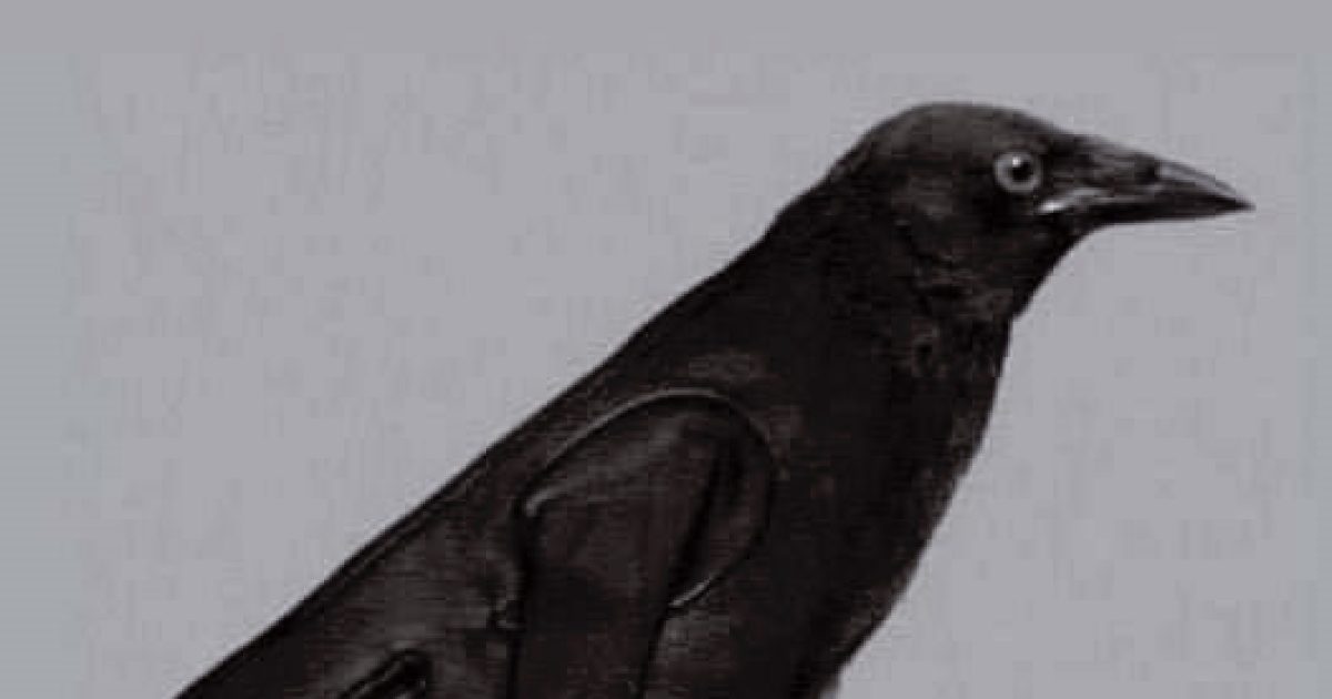 Test psychologique : que voyez-vous sur l’image — un corbeau ou un gant ?