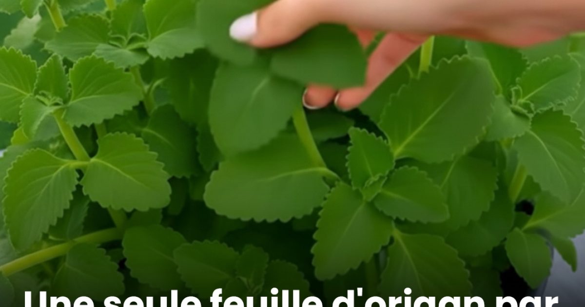 Thé à l’origan : quels bienfaits ?