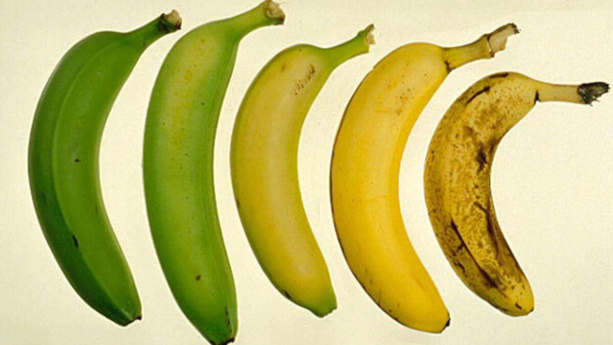 Différents stades de maturation des bananes
