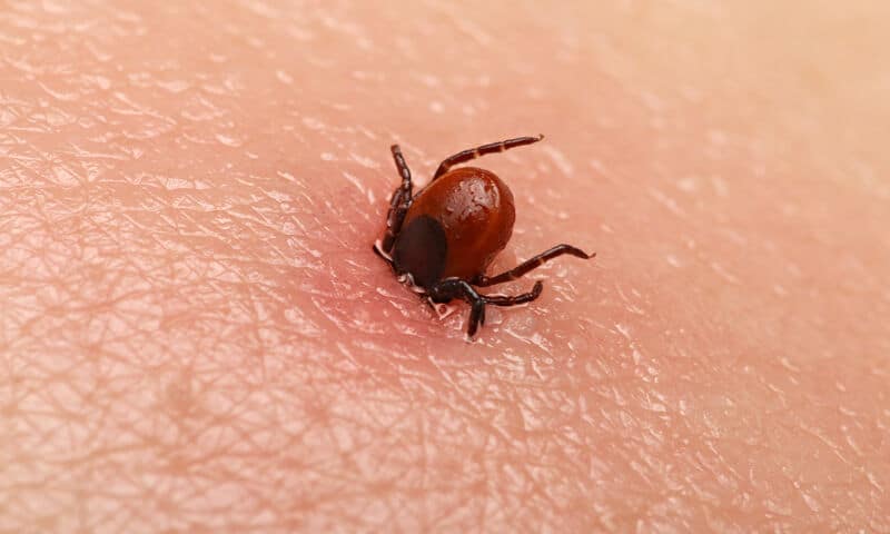 Tique dans la maison : les gestes qui sauvent face à ce petit parasite