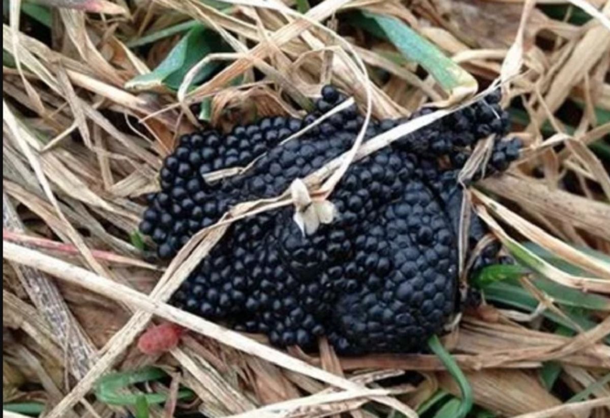 Attention dans vos massifs : ces petites grappes translucides cachent un danger insoupçonné