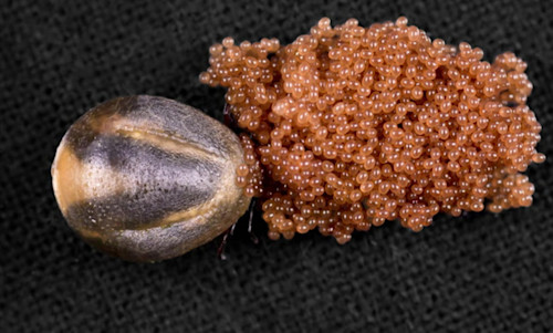 Attention dans vos massifs : ces petites grappes translucides cachent un danger insoupçonné