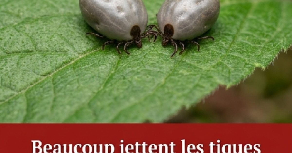 Tiques : minuscules parasites, grands dangers – Comment les retirer et s’en débarrasser en toute sécurité