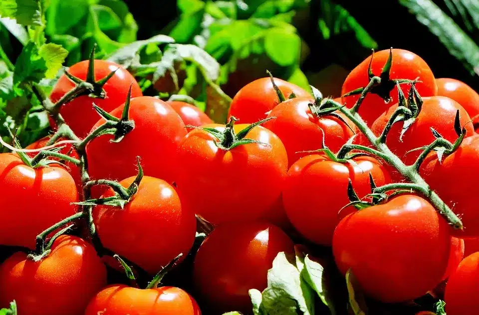 Tomates fraîches après conservation