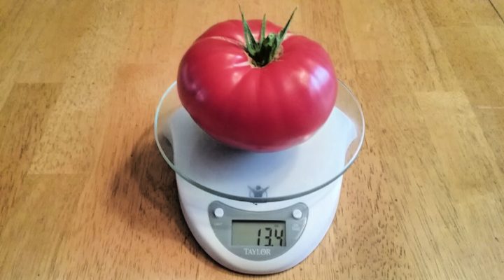 Tomates : 4 astuces simples pour repérer celles qui ont mûri au soleil