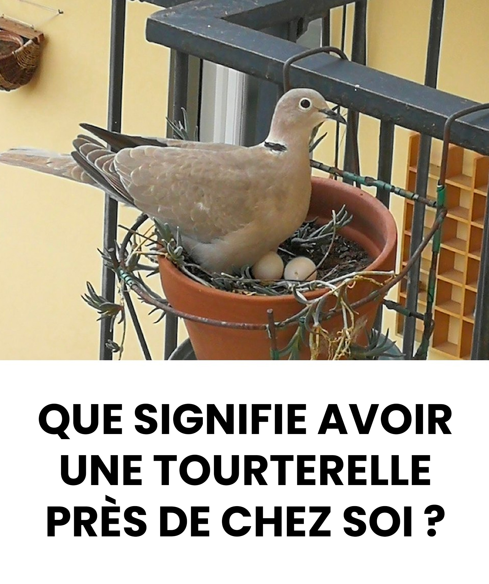 Tourterelle près de chez soi : signification spirituelle et raisons de sa présence