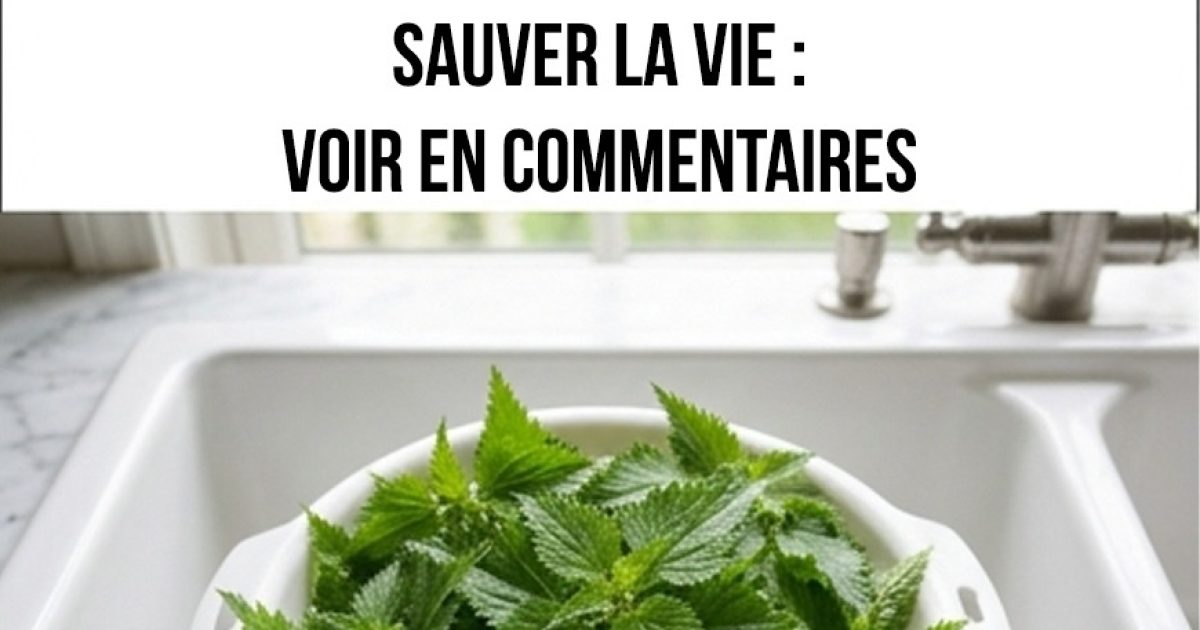 Tout le monde arrache cette plante, la prenant pour une mauvaise herbe : voici tous ses bienfaits