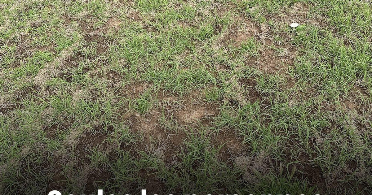 Tout le monde voit le gazon, mais seuls ceux à la vision perçante repèrent le serpent en moins de 30 secondes.