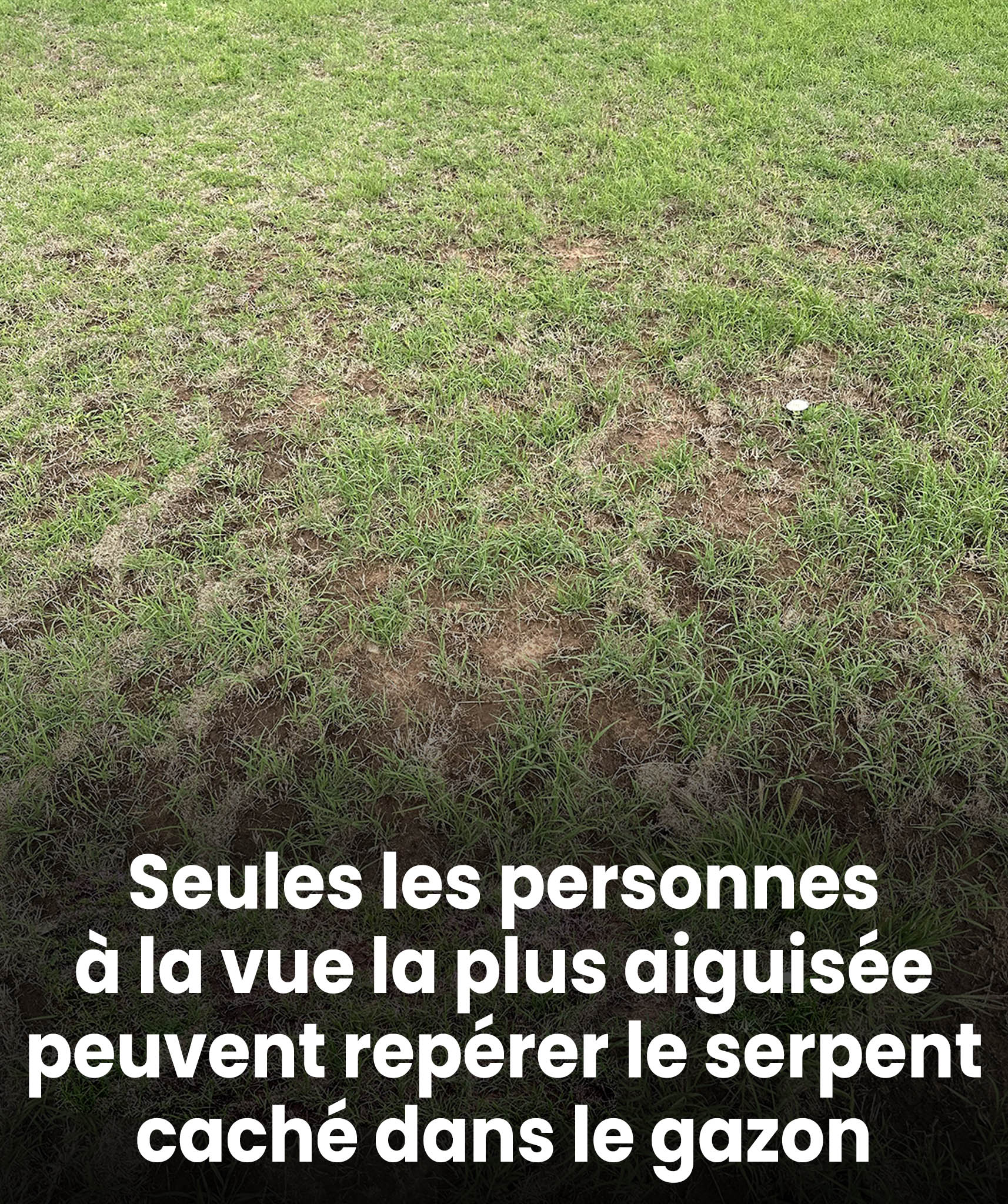 Tout le monde voit le gazon, mais seuls ceux à la vision perçante repèrent le serpent en moins de 30 secondes.