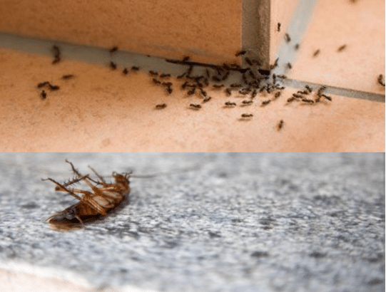 Le dentifrice, votre allié surprenant pour dire adieu aux fourmis et aux cafards