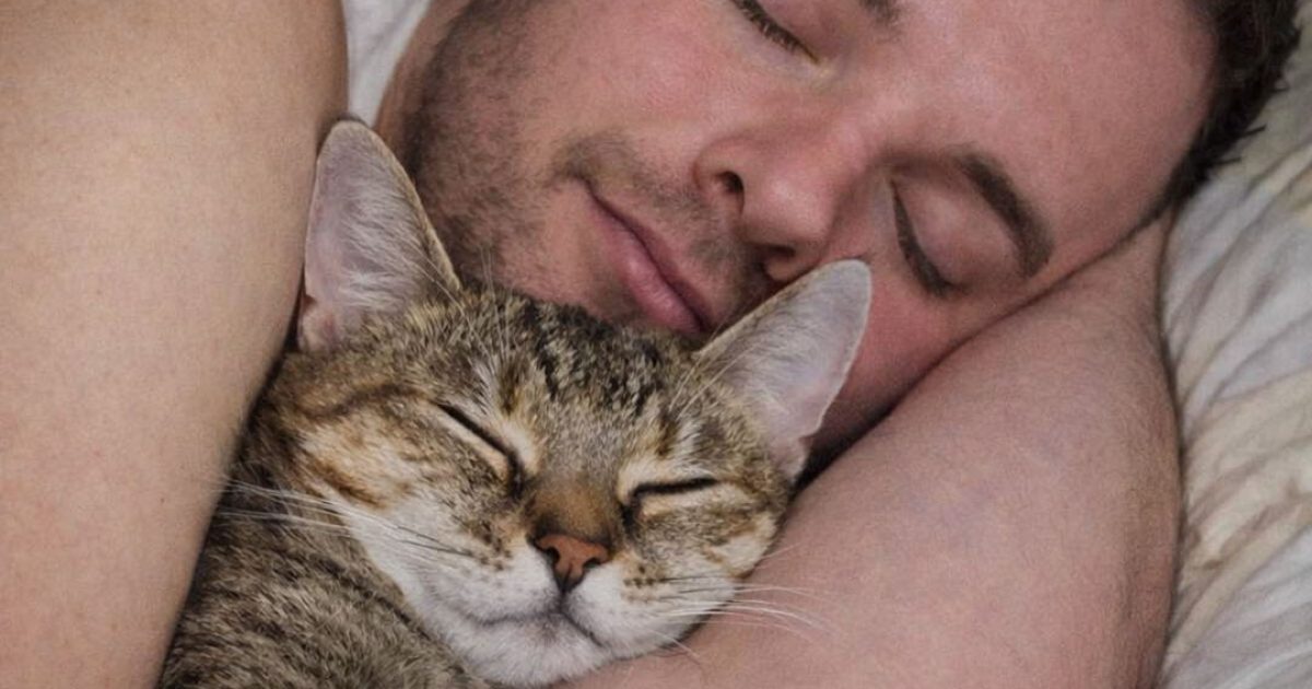 Un chat dort avec son humain pour une raison bien précise : les principales explications et les points à surveiller