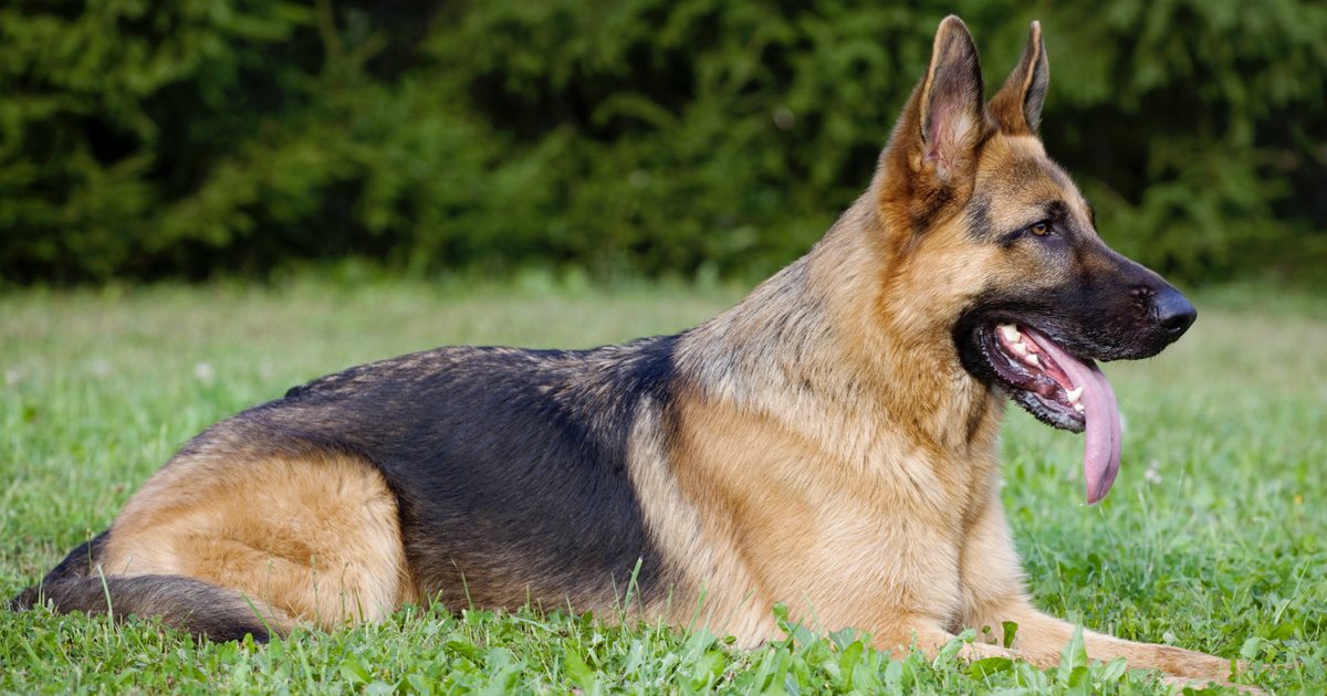 Un chien aboie sans arrêt sur une femme enceinte de 7 mois… Quand la police a compris la raison, il était déjà trop tard !