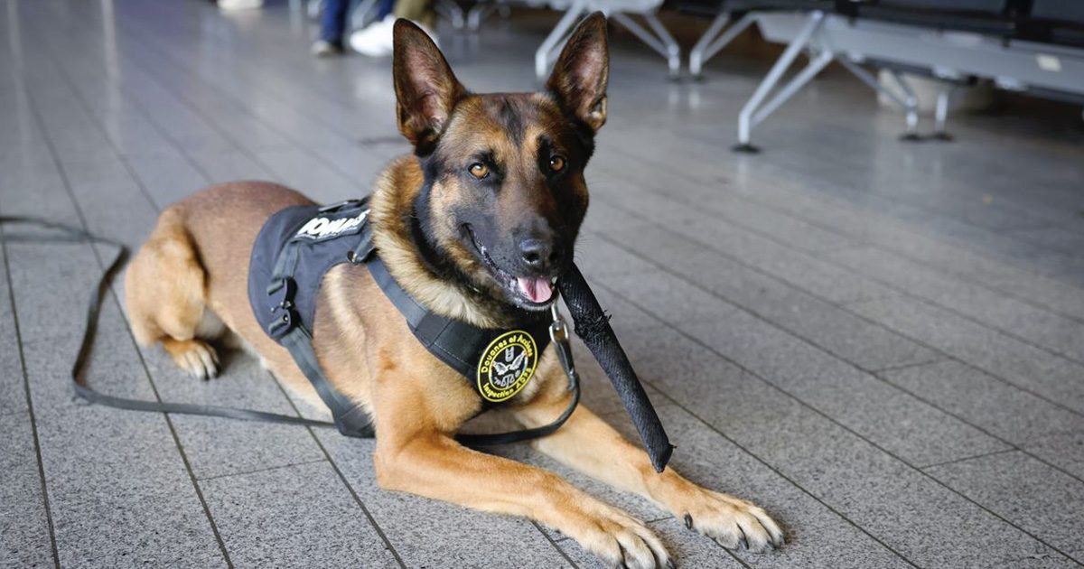 Un chien de détection à l’aéroport a repéré une valise suspecte et s’est mis à aboyer pour alerter un agent. Lorsqu’elle a été ouverte, la découverte a laissé tout le monde sans voix