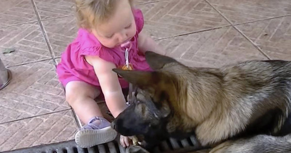 Un chien errant récemment adopté sauve un nouveau-né