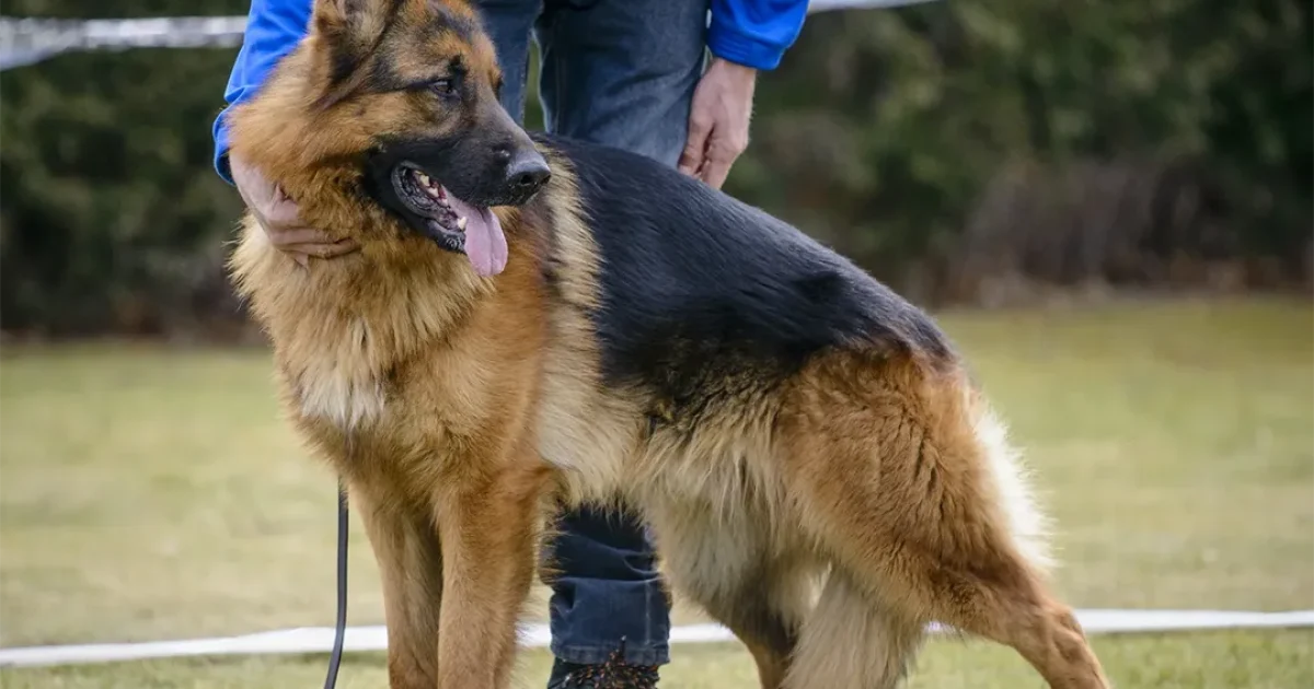 Un chien venu dire adieu à un officier mourant perçoit soudain quelque chose d’étrange et interrompt le médecin