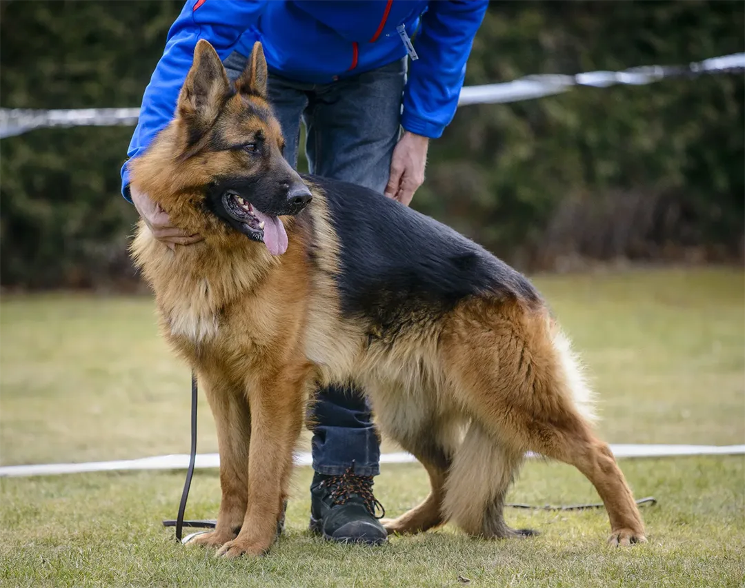 Un chien venu dire adieu à un officier mourant perçoit soudain quelque chose d’étrange et interrompt le médecin