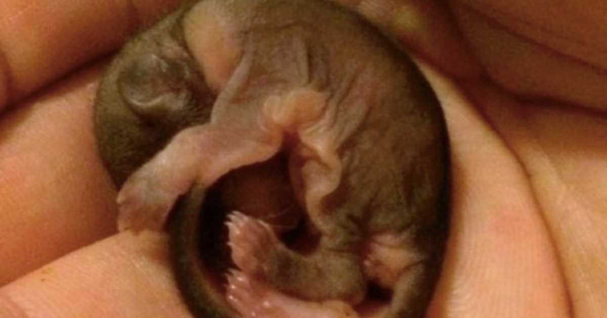 Un homme a secouru un étrange bébé animal : personne n’aurait imaginé qu’il grandirait de cette façon