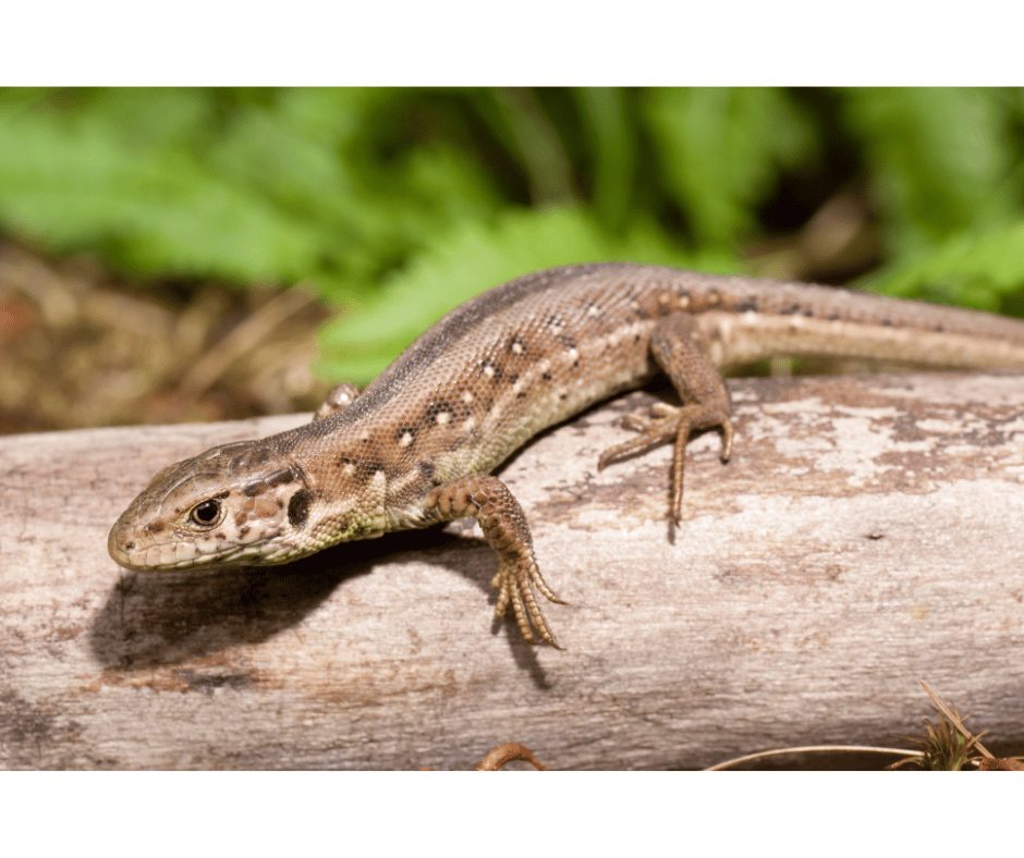 Lézard dans votre maison : ce visiteur inattendu serait-il porteur d’un message secret ?