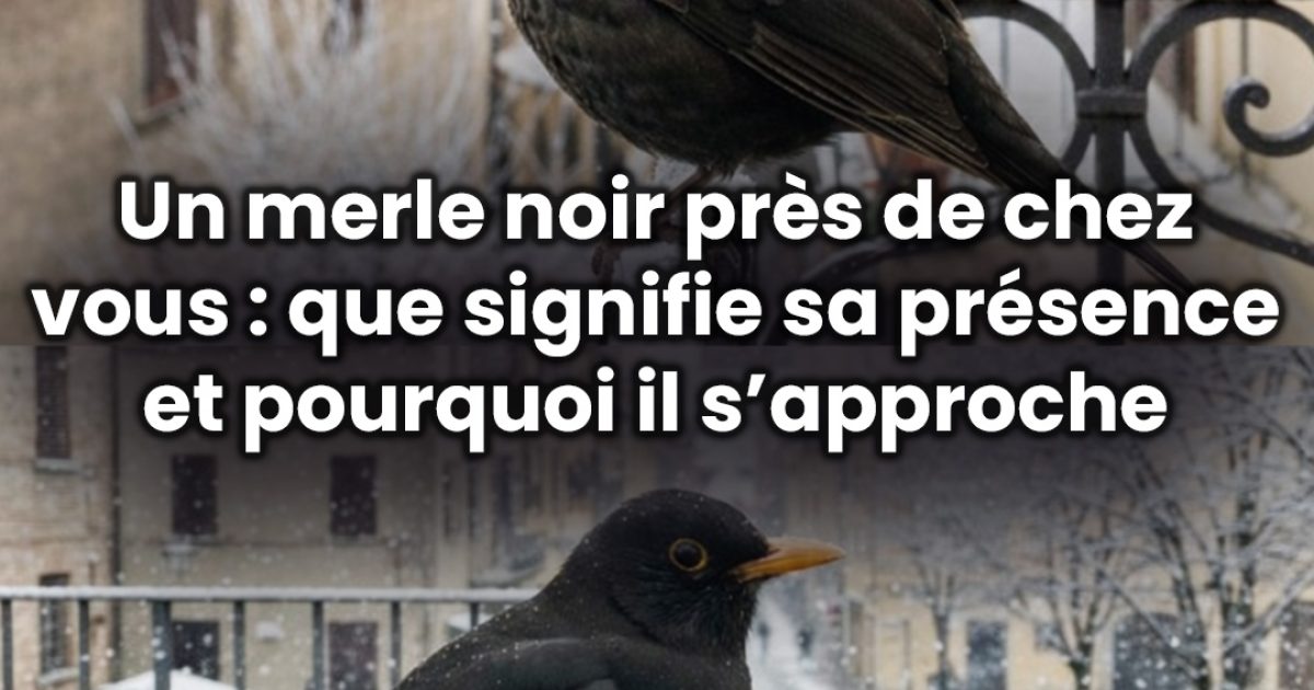 Un merle noir près de chez vous : que signifie sa présence et pourquoi s’approche-t-il ?