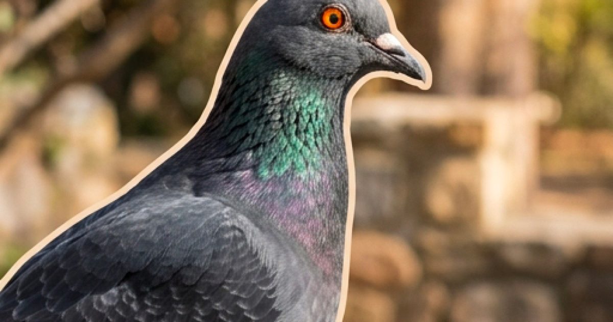 Un pigeon est venu chez moi. Qu'est-ce que cela signifie ?